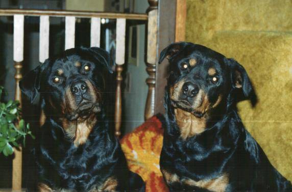 schinken-cursor1.jpg schinken-cursor1.jpg