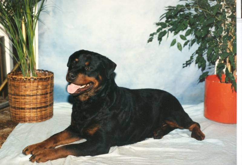 ninja-1.jpg ninja-1.jpg